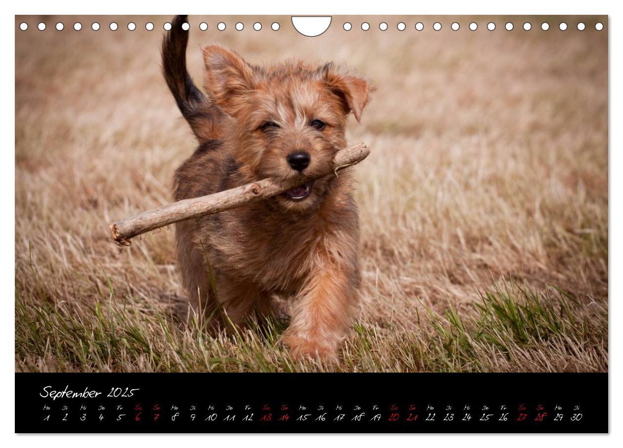 Bild: 9783435662555 | Australian Terrier Welpen (Wandkalender 2025 DIN A4 quer), CALVENDO...