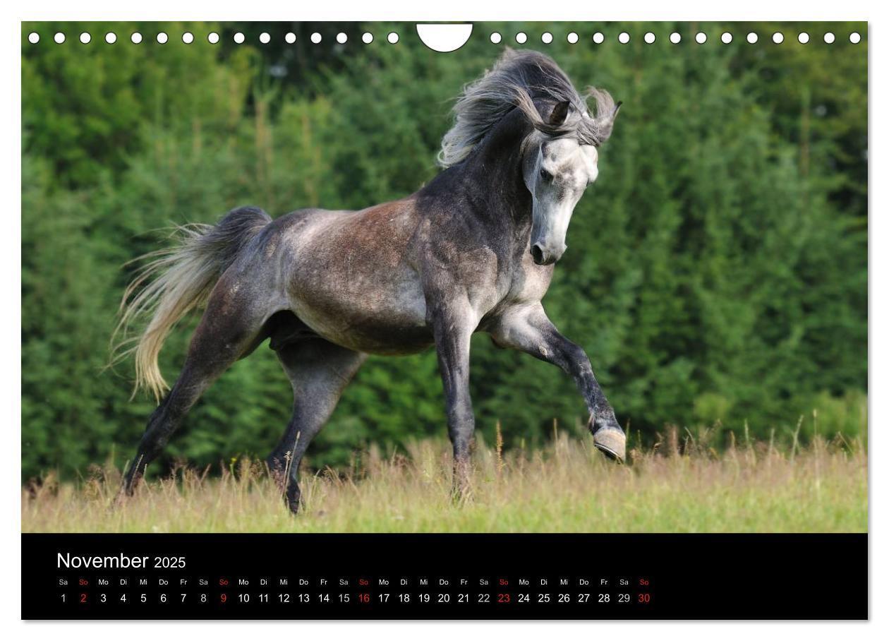 Bild: 9783435833429 | Pferdekalender (Wandkalender 2025 DIN A4 quer), CALVENDO...