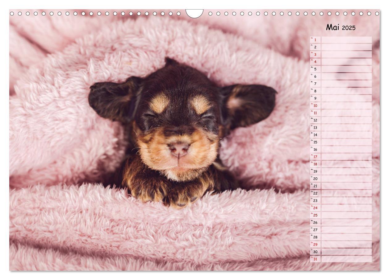 Bild: 9783435119509 | English Cocker Spaniel Welpen (Wandkalender 2025 DIN A3 quer),...