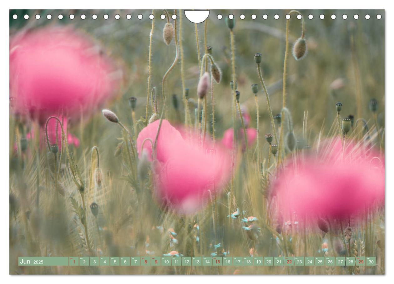 Bild: 9783435288281 | Mohnblumen - Fotografie mit Magie (Wandkalender 2025 DIN A4 quer),...