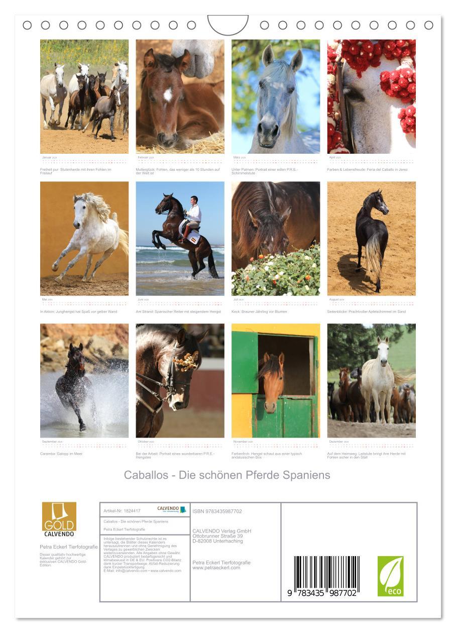 Bild: 9783435987702 | Caballos - Die schönen Pferde Spaniens (Wandkalender 2025 DIN A4...