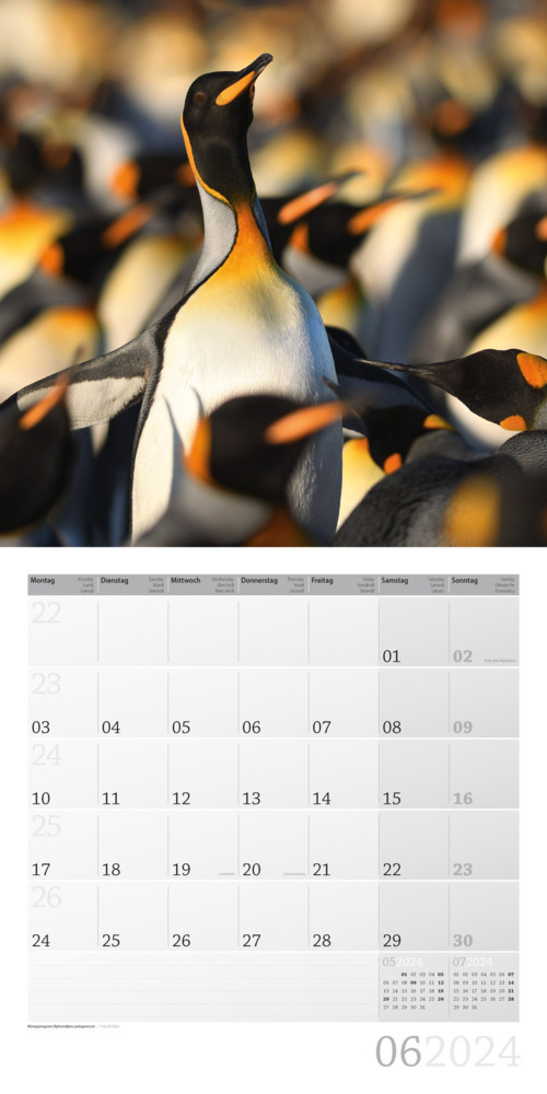 Bild: 9783838444253 | Pinguine Kalender 2024 - 30x30 | Ackermann Kunstverlag | Kalender
