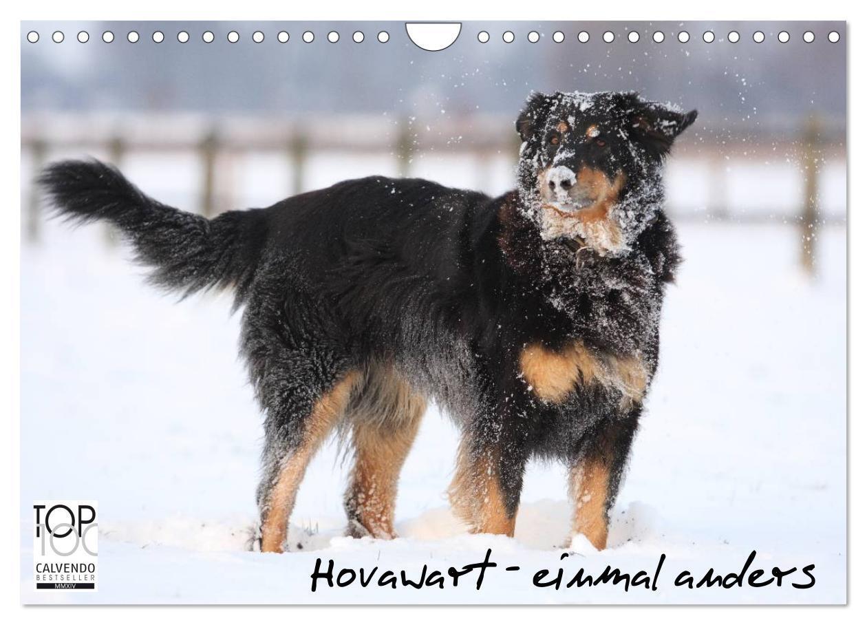 Cover: 9783675706255 | Hovawarte - einmal anders (Wandkalender 2024 DIN A4 quer), CALVENDO...