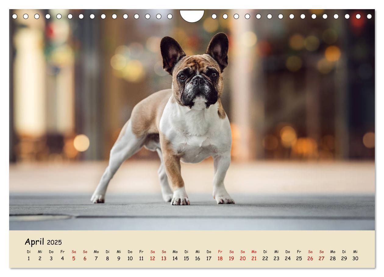 Bild: 9783435222506 | Französische Bulldogge - Clowns auf vier Pfoten (Wandkalender 2025...