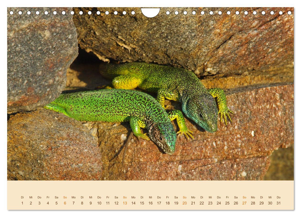 Bild: 9783435099375 | Eidechsen Europas (Wandkalender 2025 DIN A4 quer), CALVENDO...