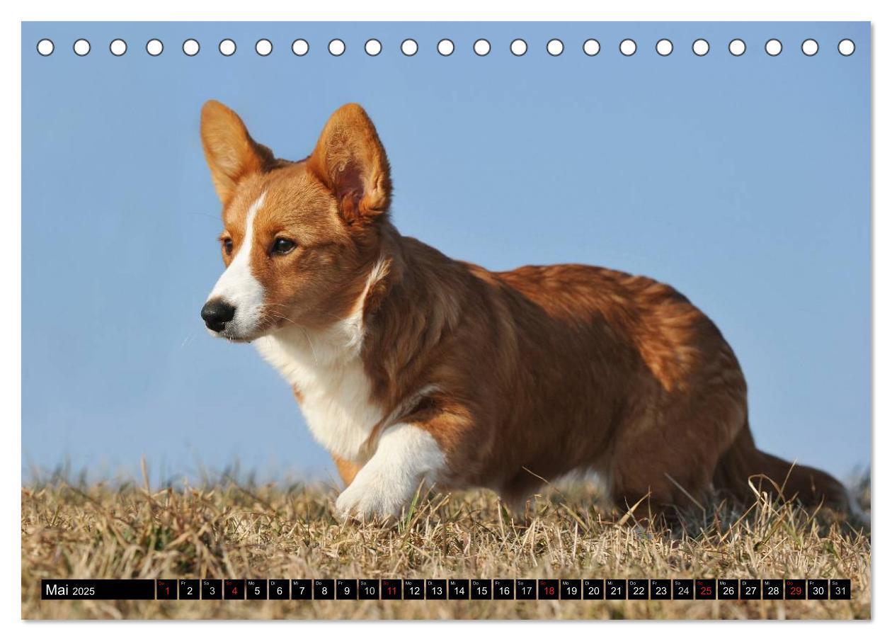 Bild: 9783435669868 | Welsh Corgi - Kobold auf 4 Pfoten (Tischkalender 2025 DIN A5 quer),...