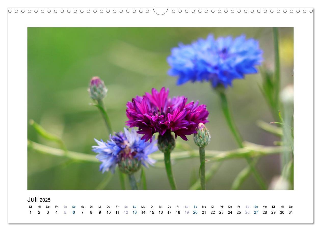 Bild: 9783435398225 | Kornblumen - Blaue Schönheiten (Wandkalender 2025 DIN A3 quer),...