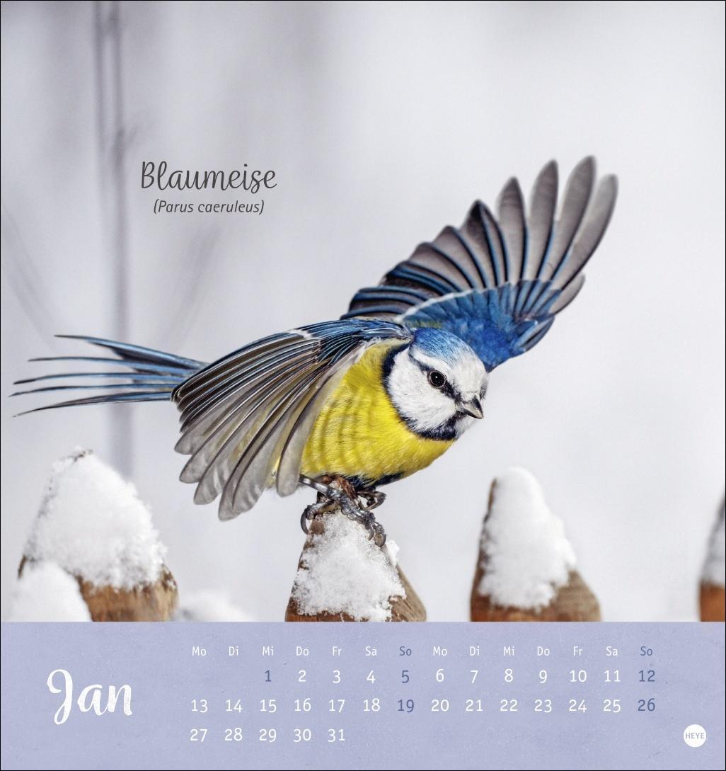 Bild: 9783756407125 | Vögel in unseren Gärten Postkartenkalender 2025 | Heye | Kalender