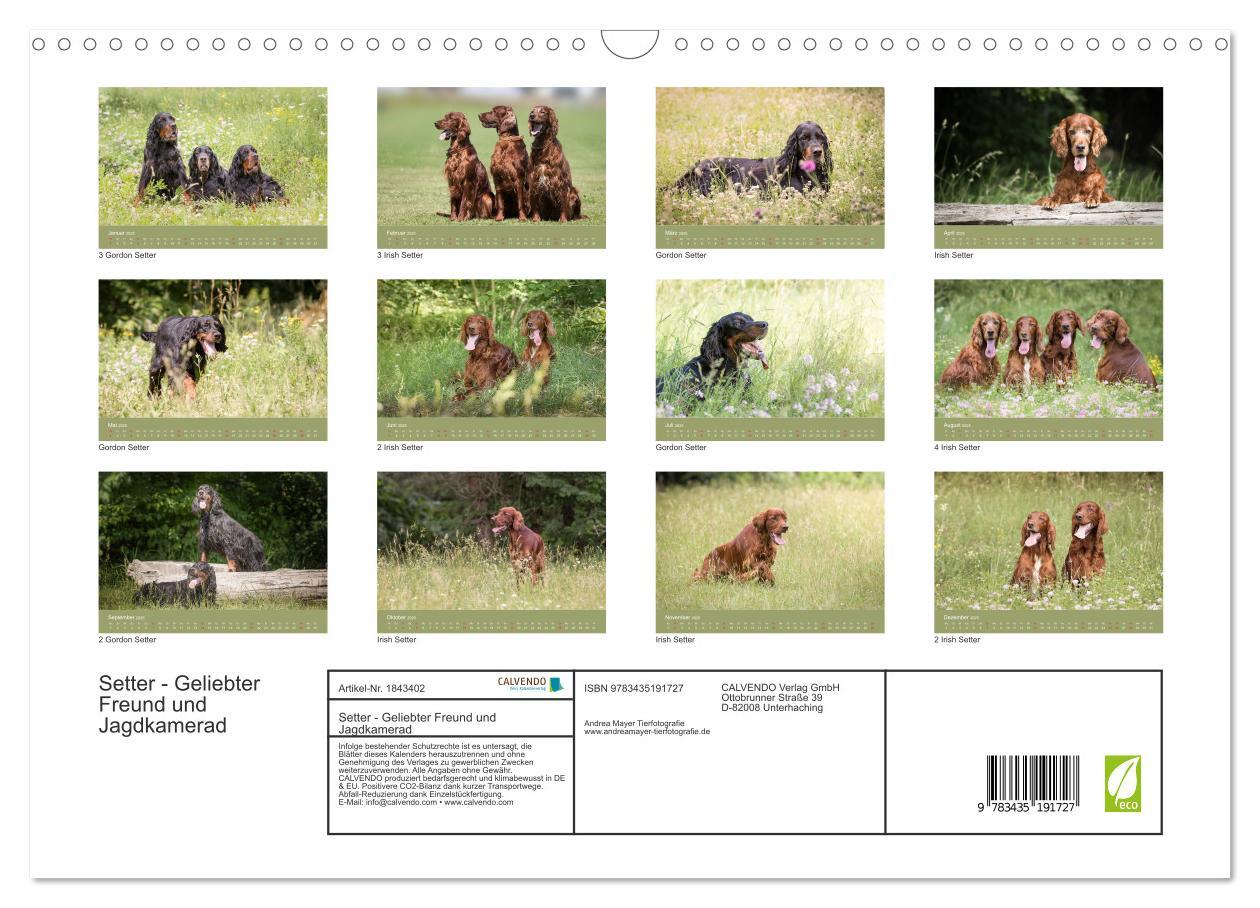 Bild: 9783435191727 | Setter - Geliebter Freund und Jagdkamerad (Wandkalender 2025 DIN A3...