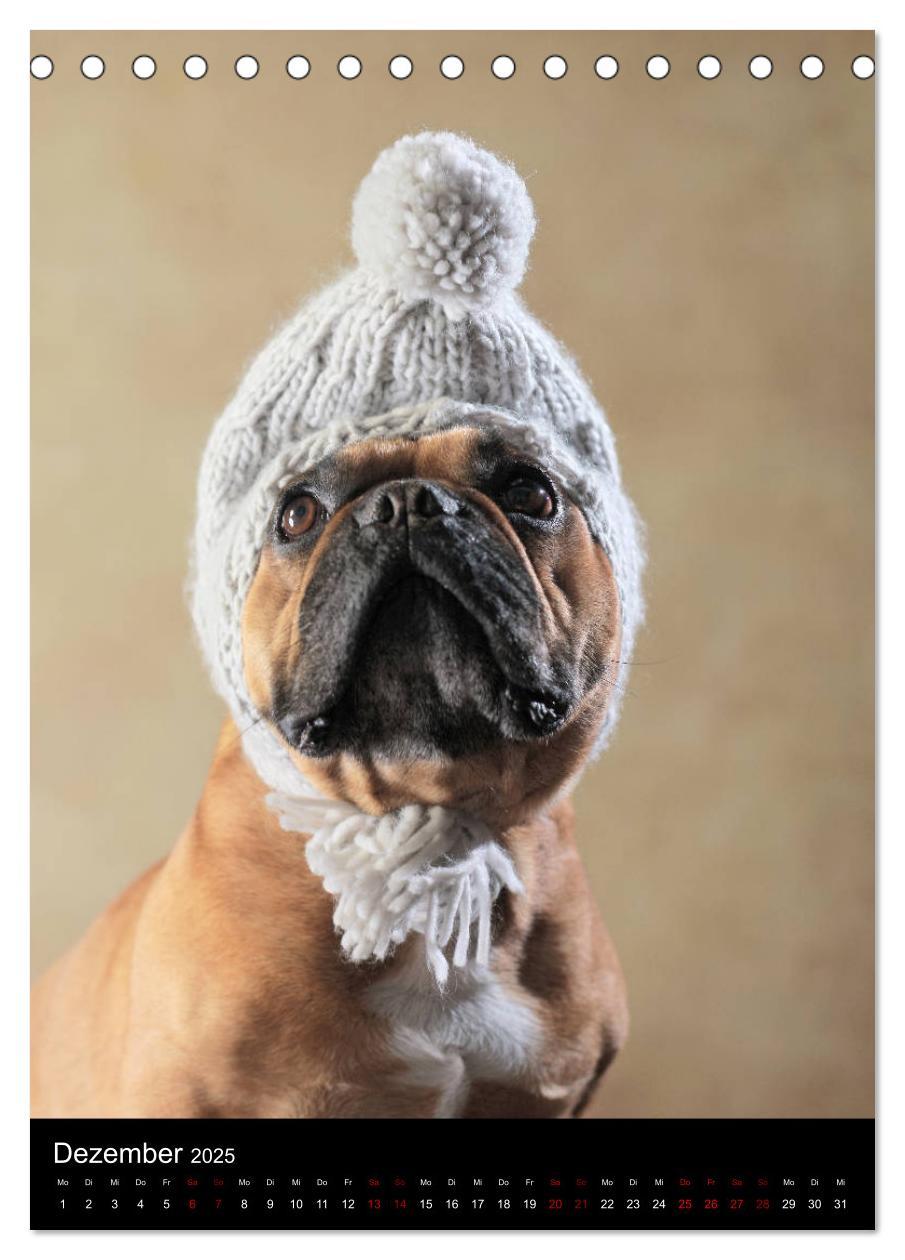 Bild: 9783435999040 | Bullys mit Charme - Französische Bulldoggen im Portrait...