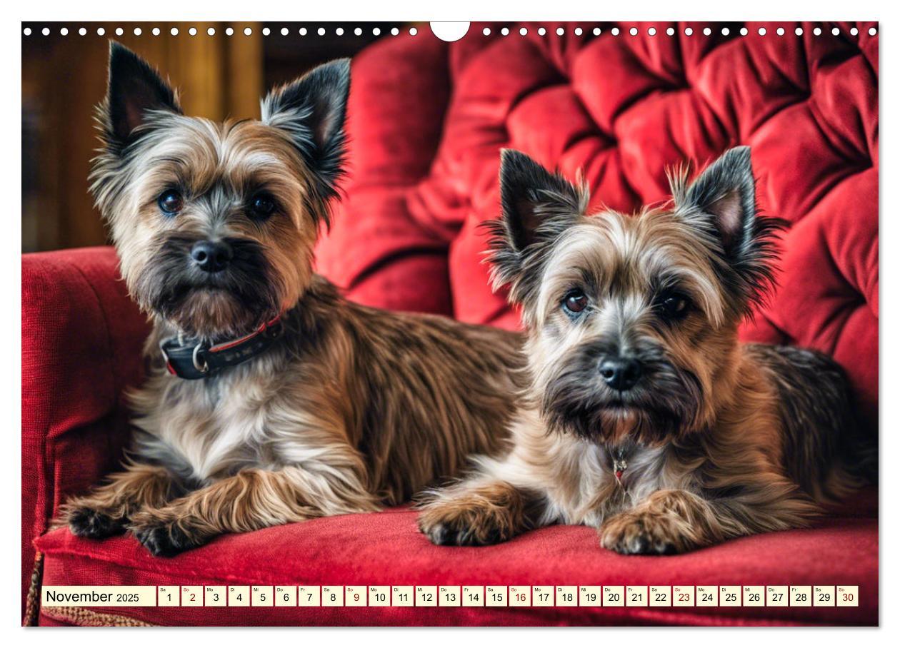 Bild: 9783435419906 | Cairn Terrier - lustiges Raubein aus Schottland (Wandkalender 2025...