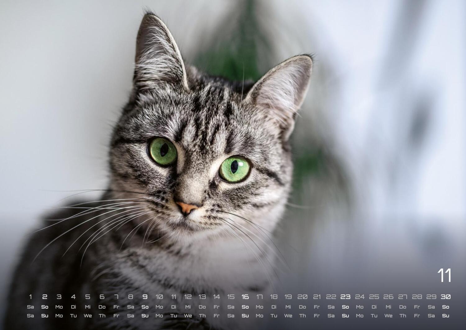 Bild: 9783986733858 | Miau - Unsere Stubentiger - Der Katzenkalender - 2025 - Kalender...