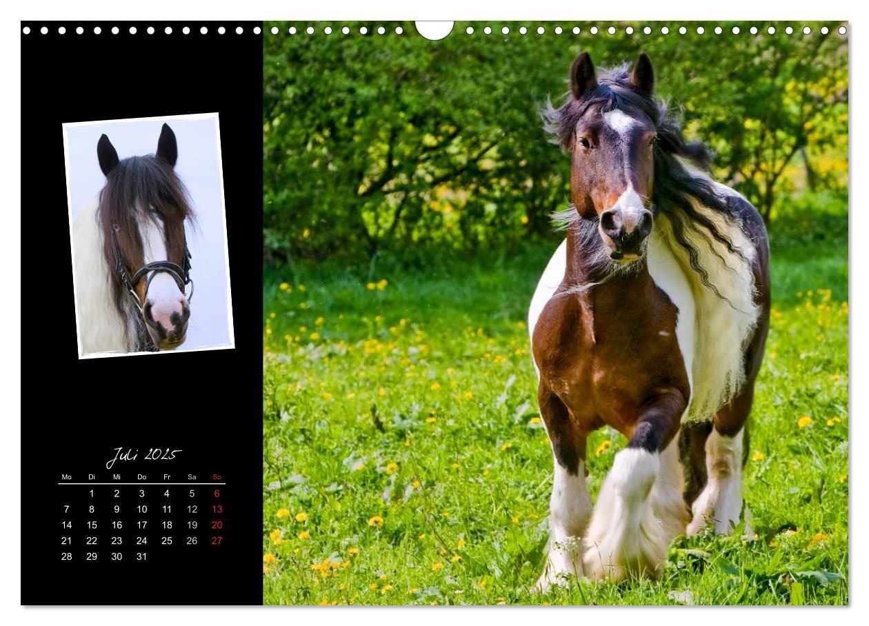 Bild: 9783435747764 | Irish Tinker (Wandkalender 2025 DIN A3 quer), CALVENDO Monatskalender