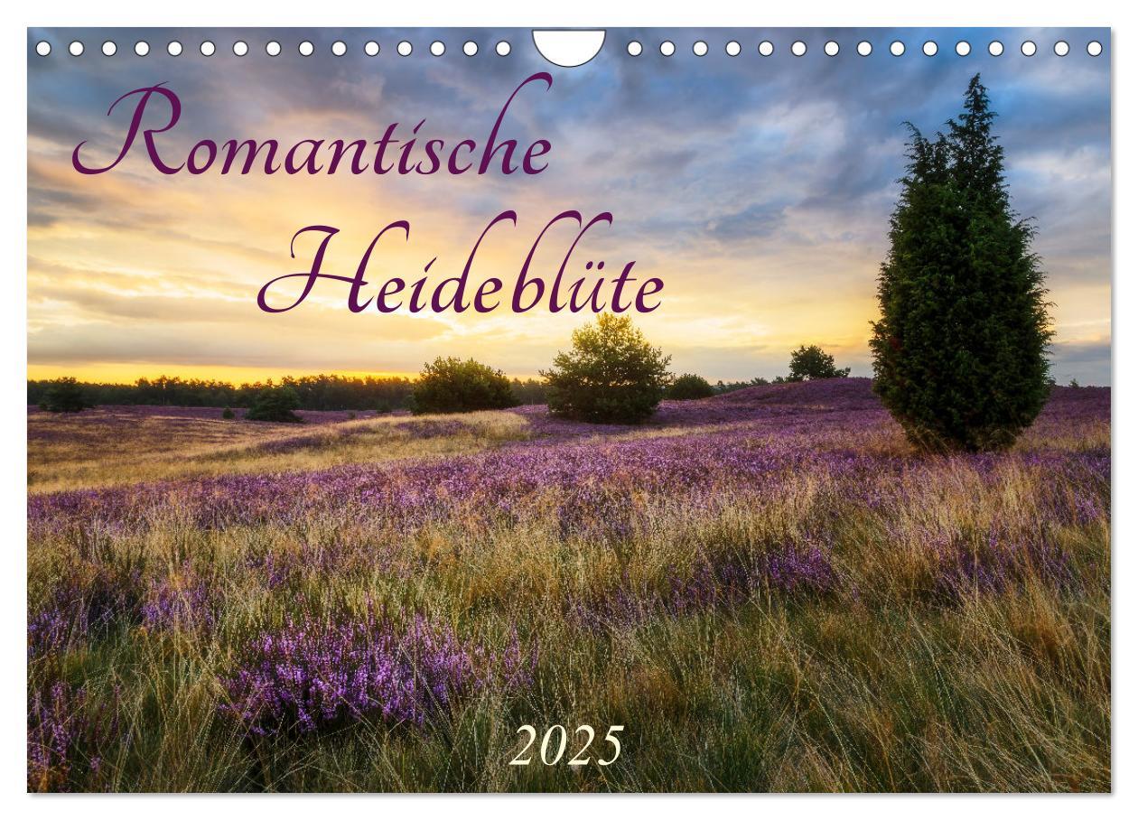 Cover: 9783383960413 | Romantische Heideblüte (Wandkalender 2025 DIN A4 quer), CALVENDO...