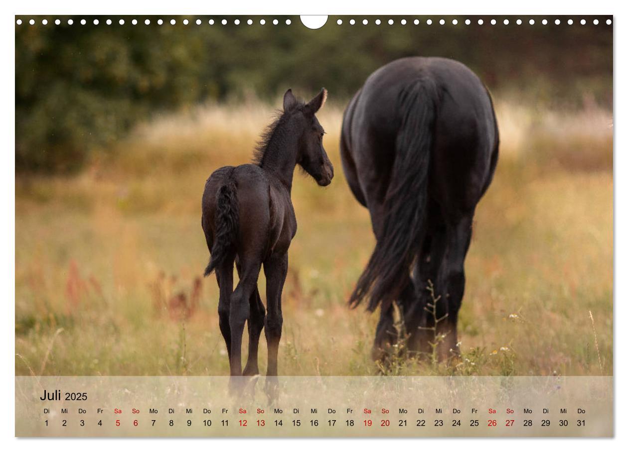 Bild: 9783435289325 | Pferdezauber 2025 (Wandkalender 2025 DIN A3 quer), CALVENDO...