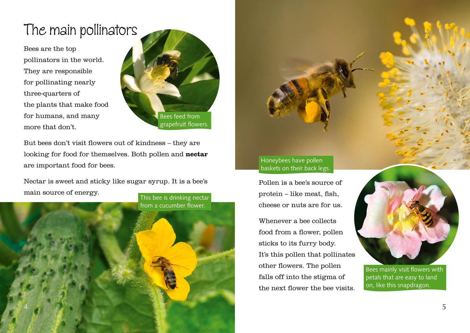 Bild: 9780008163853 | Plants, Pollen and Pollinators | Band 13/Topaz | Becca Heddle | Buch