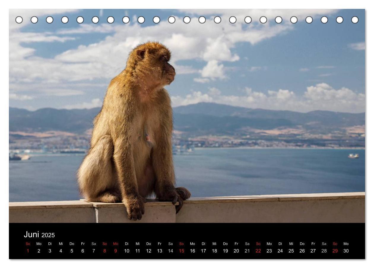 Bild: 9783435492879 | Gibraltar - der Affenfelsen (Tischkalender 2025 DIN A5 quer),...