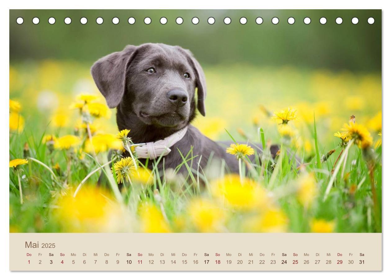 Bild: 9783435723805 | Labrador Retriever (Tischkalender 2025 DIN A5 quer), CALVENDO...