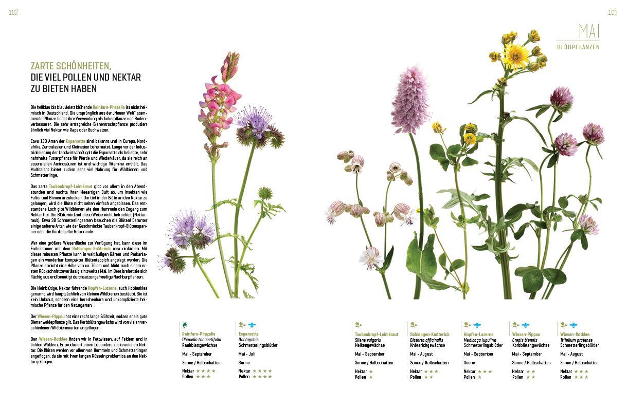 Bild: 9783943969276 | WILDBIENENHELFER | Wildbienen &amp; Blühpflanzen | Anja Eder (u. a.)