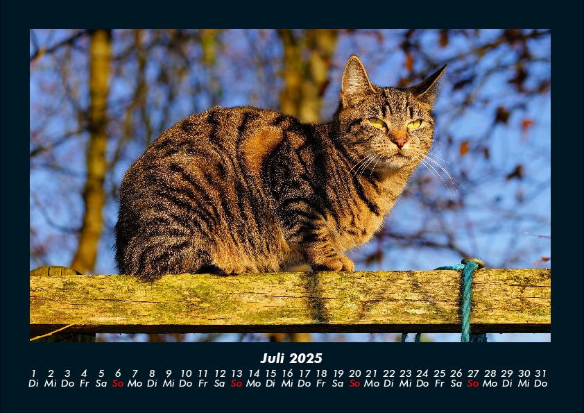 Bild: 9783755970750 | Für Katzenfreunde 2025 Fotokalender DIN A4 | Tobias Becker | Kalender