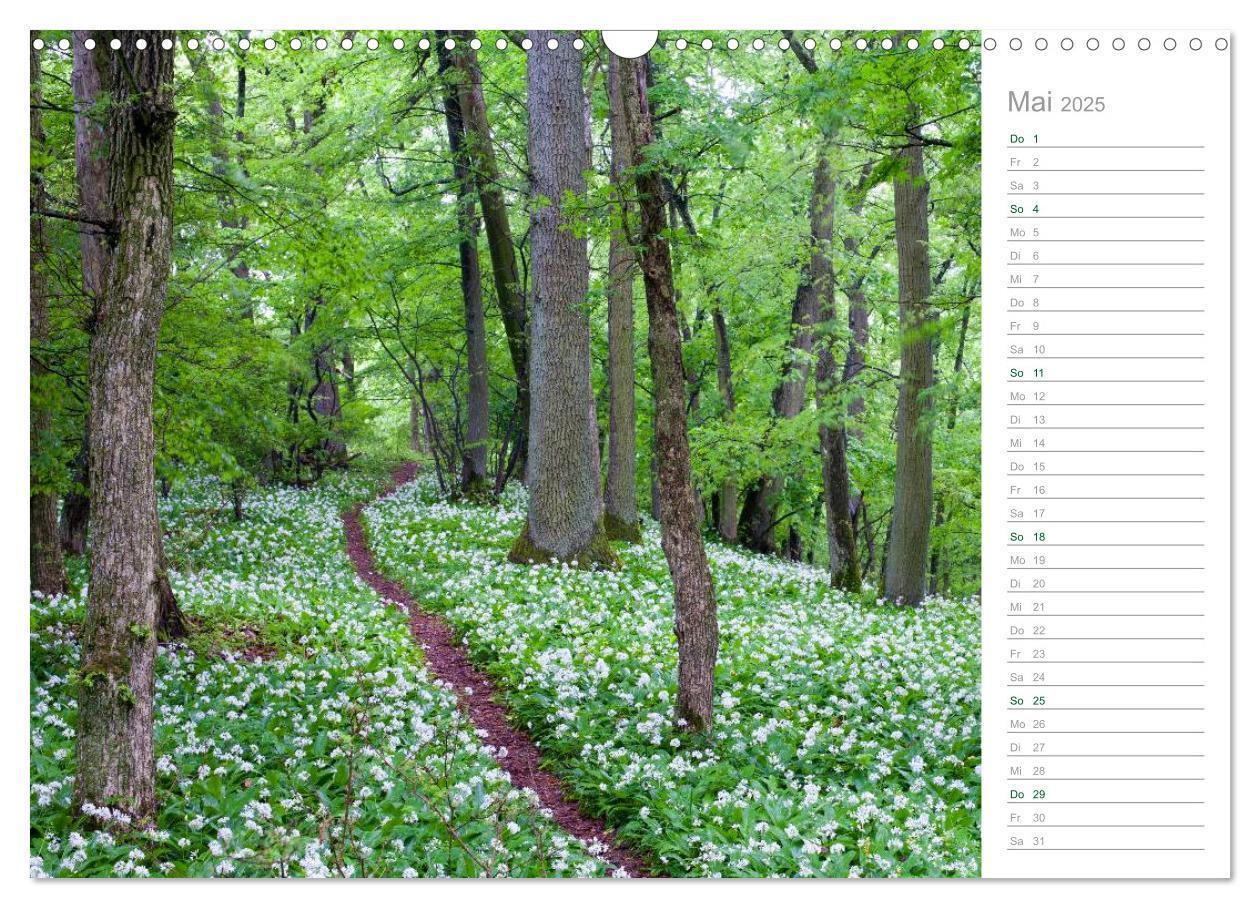 Bild: 9783435542369 | Im Deutschen Wald 2025 - ein Notizkalender (Wandkalender 2025 DIN...