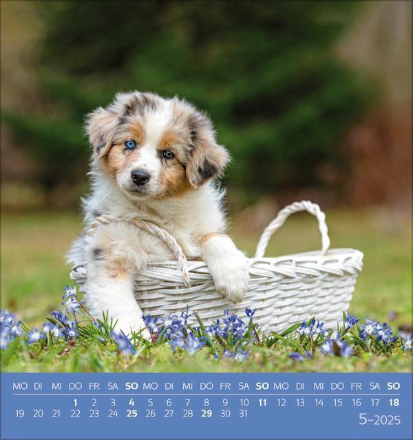 Bild: 9783731876717 | Hunde 2025 | aufstellbarer Postkartenkalender | Verlag Korsch | 13 S.