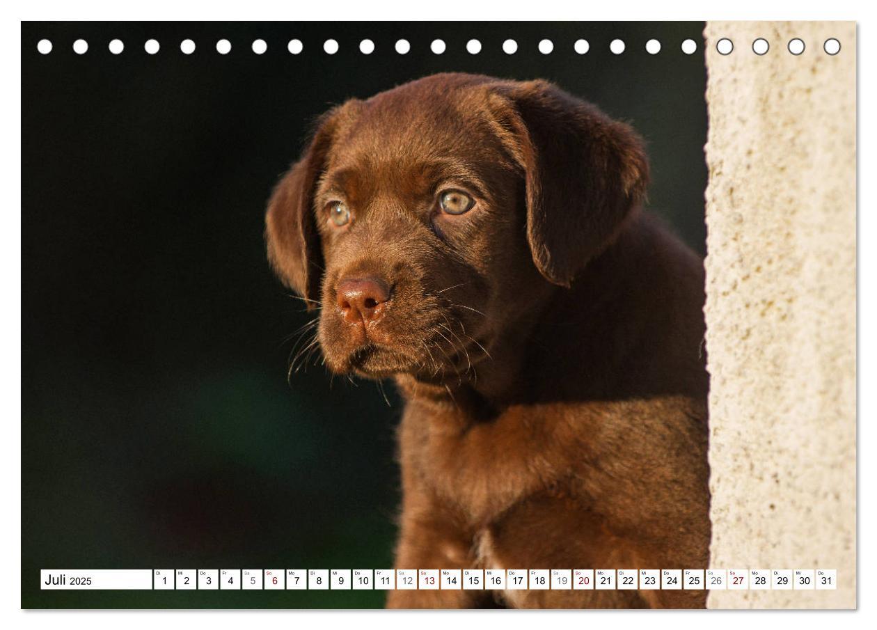 Bild: 9783435311774 | Freund auf 4 Pfoten - Labrador Retriever (Tischkalender 2025 DIN A5...