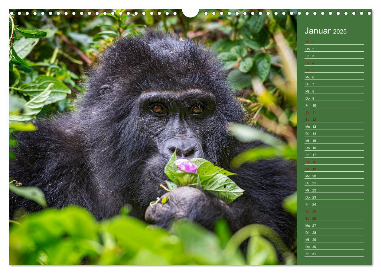 Bild: 9783383974571 | UGANDA - Perle Afrikas (Wandkalender 2025 DIN A3 quer), CALVENDO...