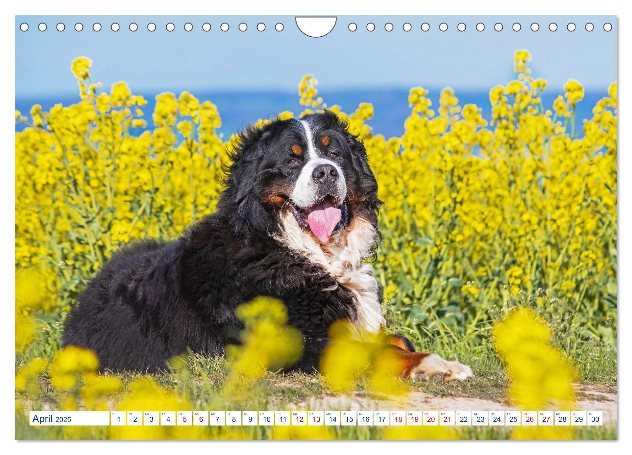 Bild: 9783435050321 | Berner Sennenhund - Ein Traum auf vier Pfoten (Wandkalender 2025...