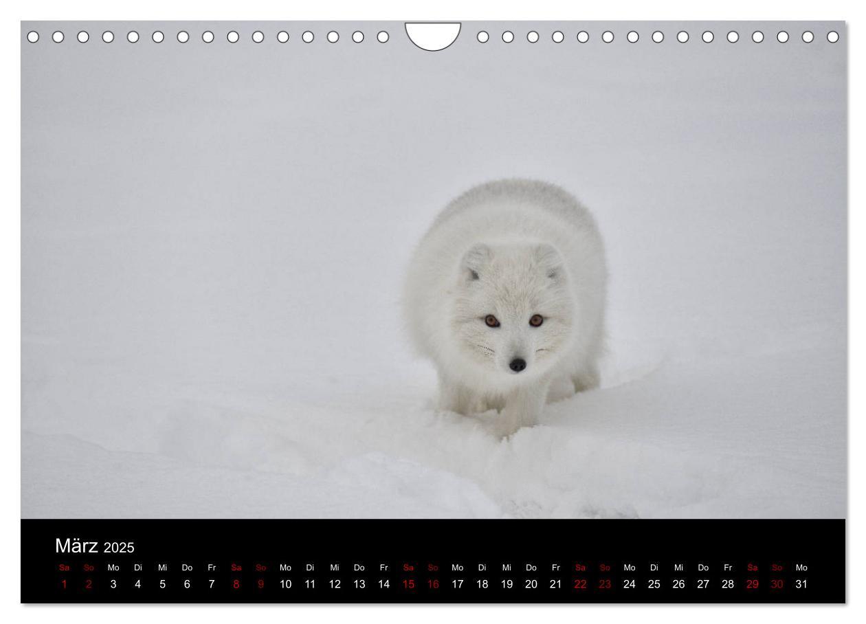 Bild: 9783435441167 | Polarfuchsstudien Wildlife (Wandkalender 2025 DIN A4 quer),...