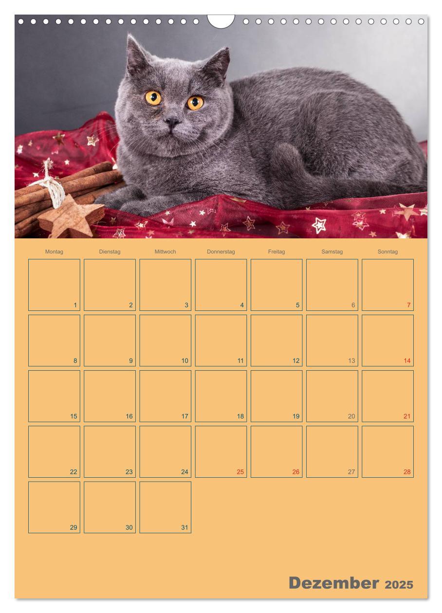 Bild: 9783457074480 | Britisch Kurzhaar Katzen - Planer (Wandkalender 2025 DIN A3 hoch),...