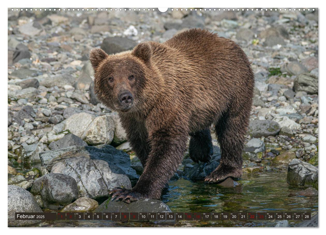 Bild: 9783435187218 | Grizzlybären im Katmai Nationalpark Alaska (Wandkalender 2025 DIN...