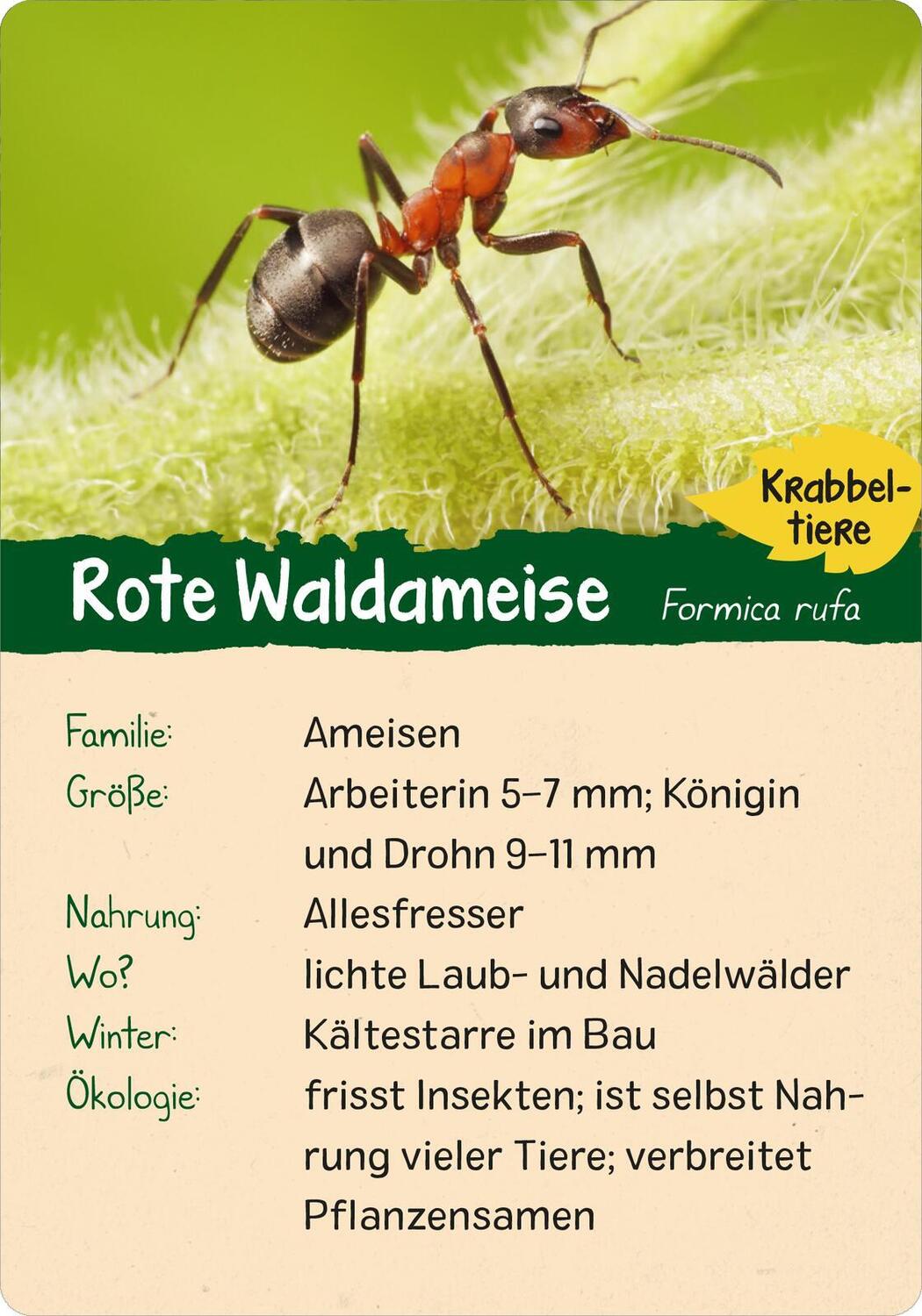 Bild: 9783845856605 | Naturforscher-Kids - Wald | 50 Karten | Eva Wagner | Taschenbuch