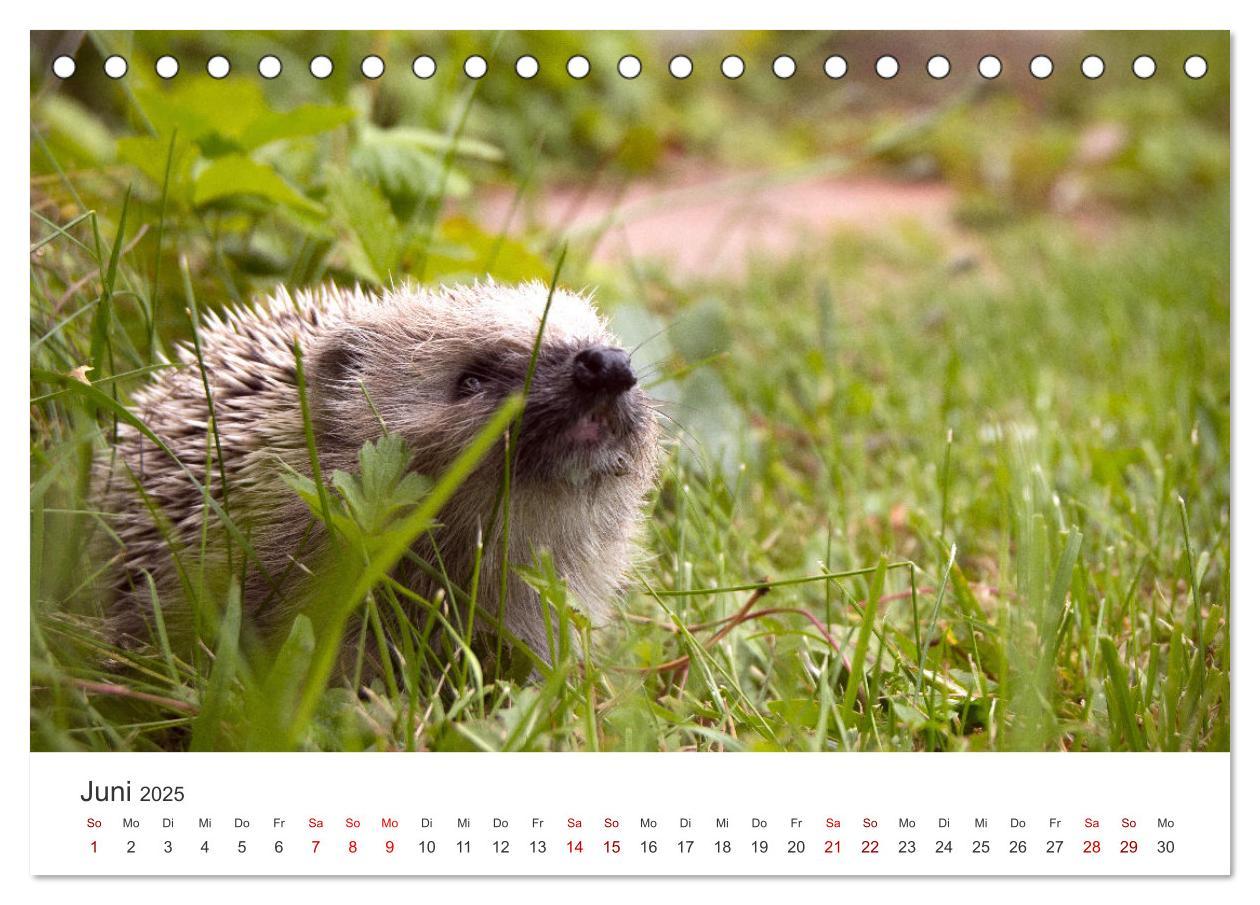 Bild: 9783383940613 | Igel - Niedliche kleine Stachelritter (Tischkalender 2025 DIN A5...