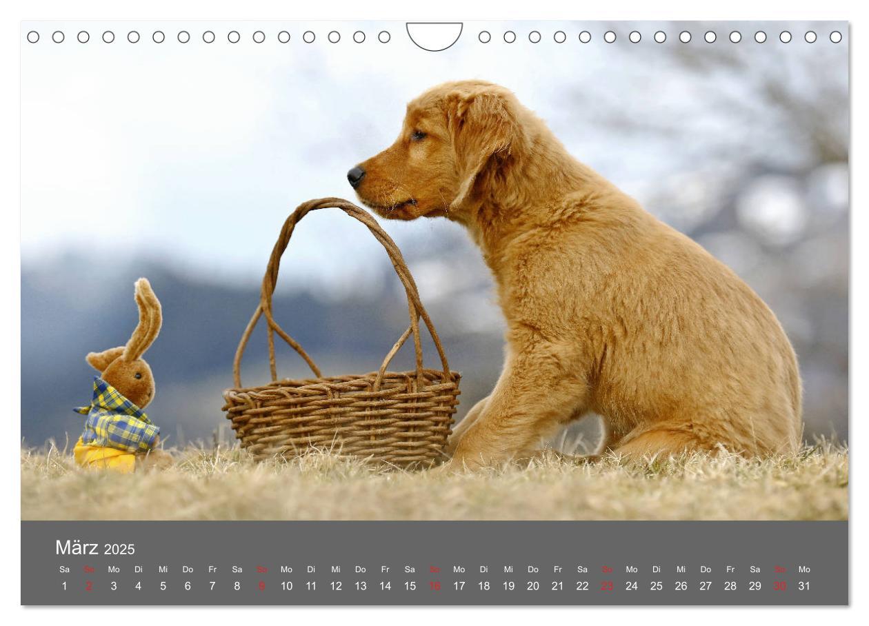 Bild: 9783435307791 | Chesley Kleiner Hund grosse Abenteuer (Wandkalender 2025 DIN A4...