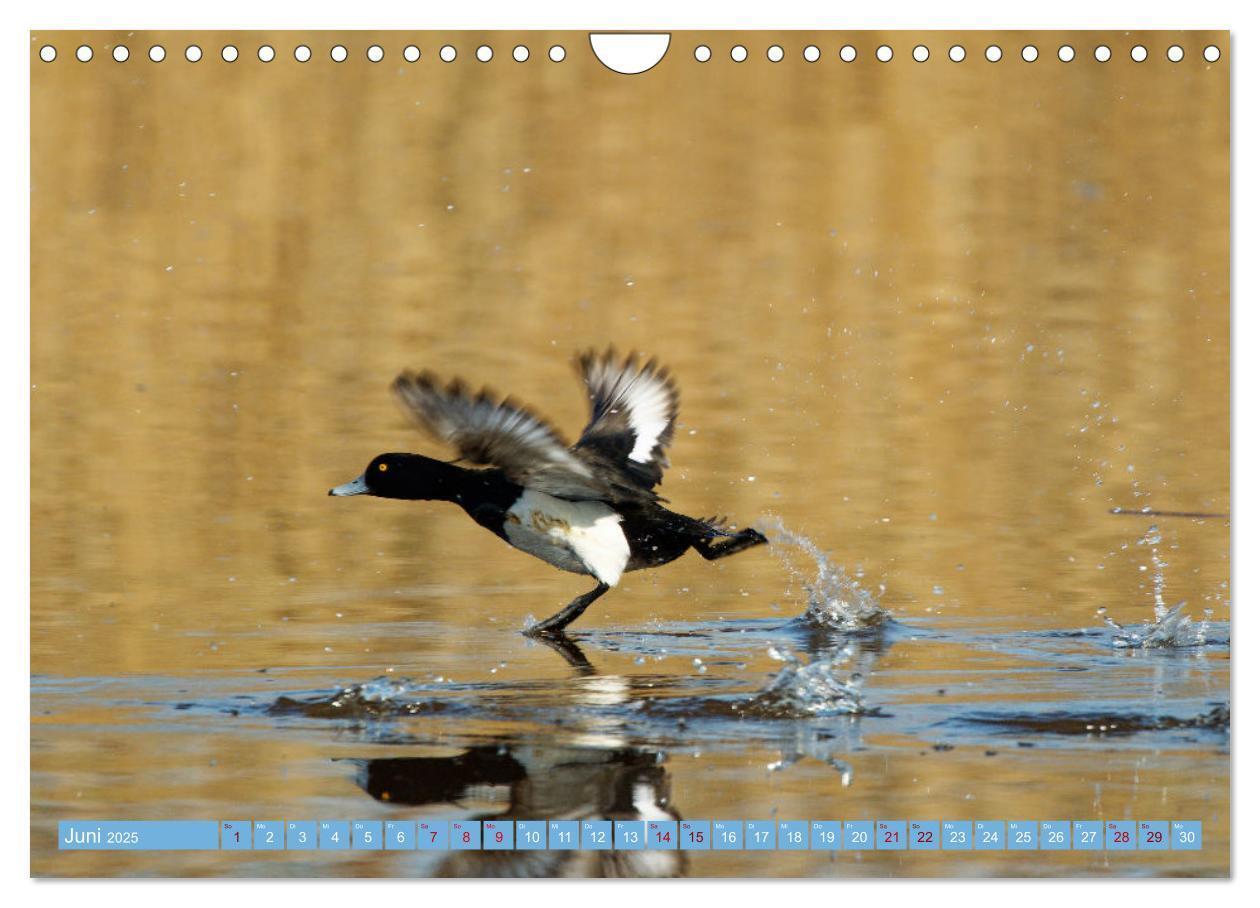 Bild: 9783435030033 | An der Nordseeküste - Wasser- und Küstenvögel fotografiert von...