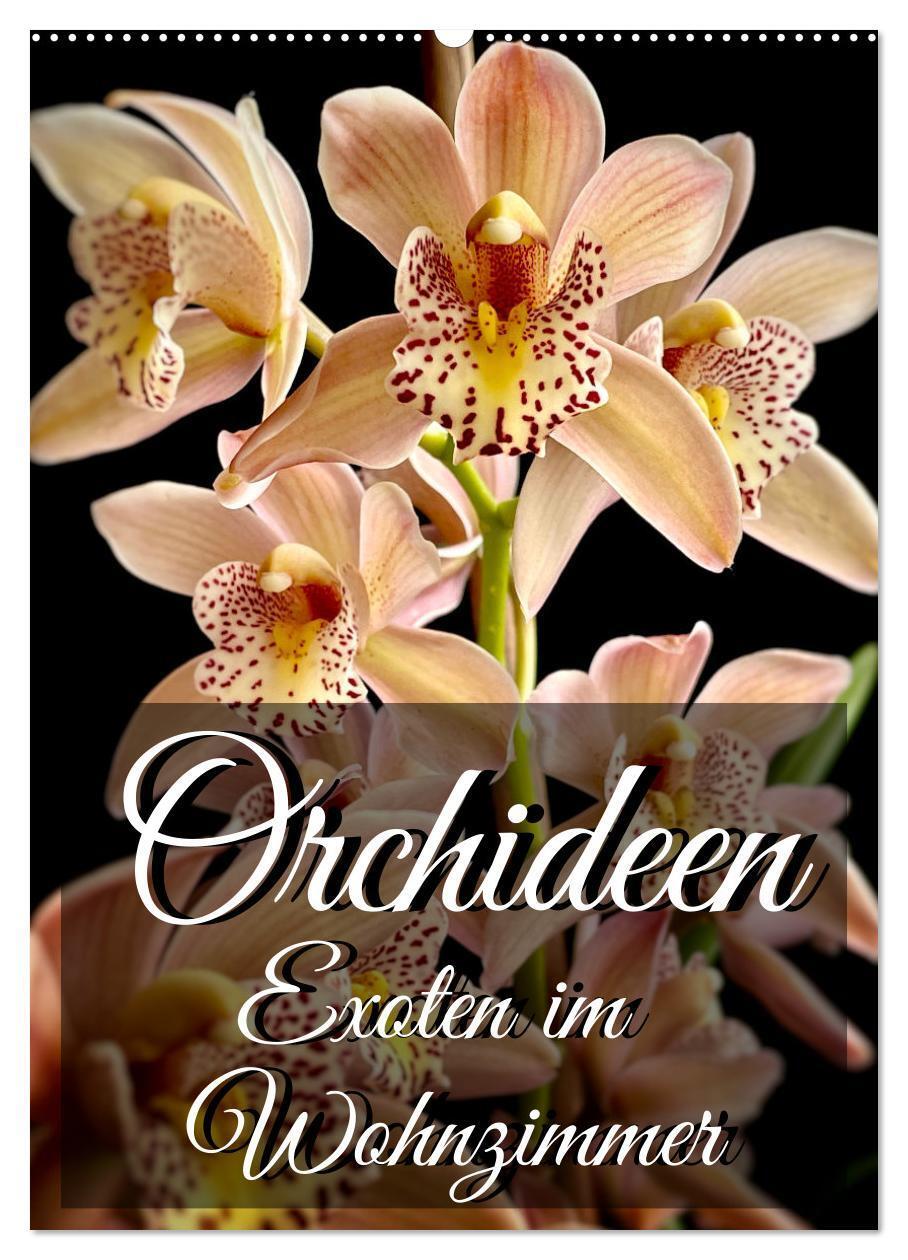 Cover: 9783435880676 | Orchideen - Exoten im Wohnzimmer (Wandkalender 2025 DIN A2 hoch),...