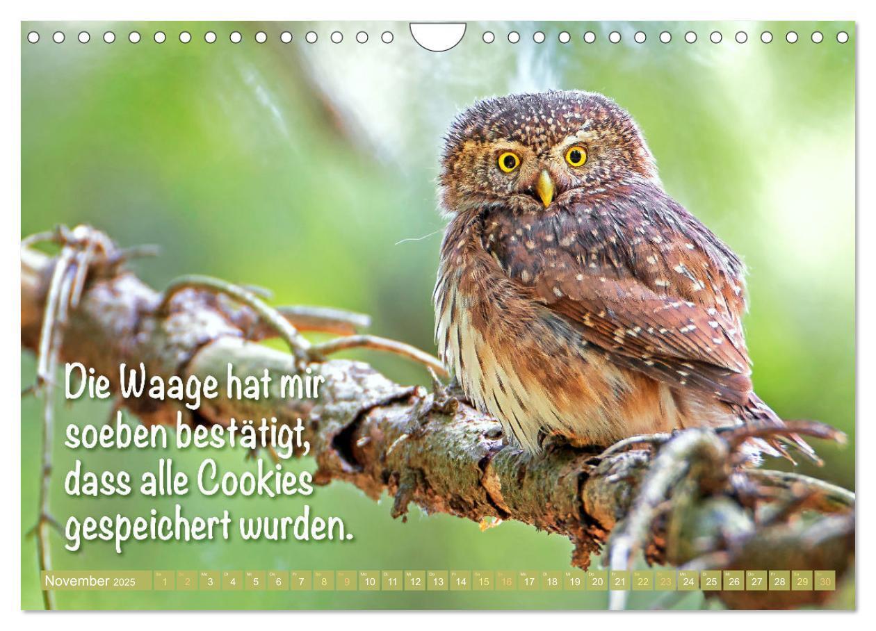 Bild: 9783457179482 | Die Eulen sind los: Edition lustige Tiere (Wandkalender 2025 DIN A4...