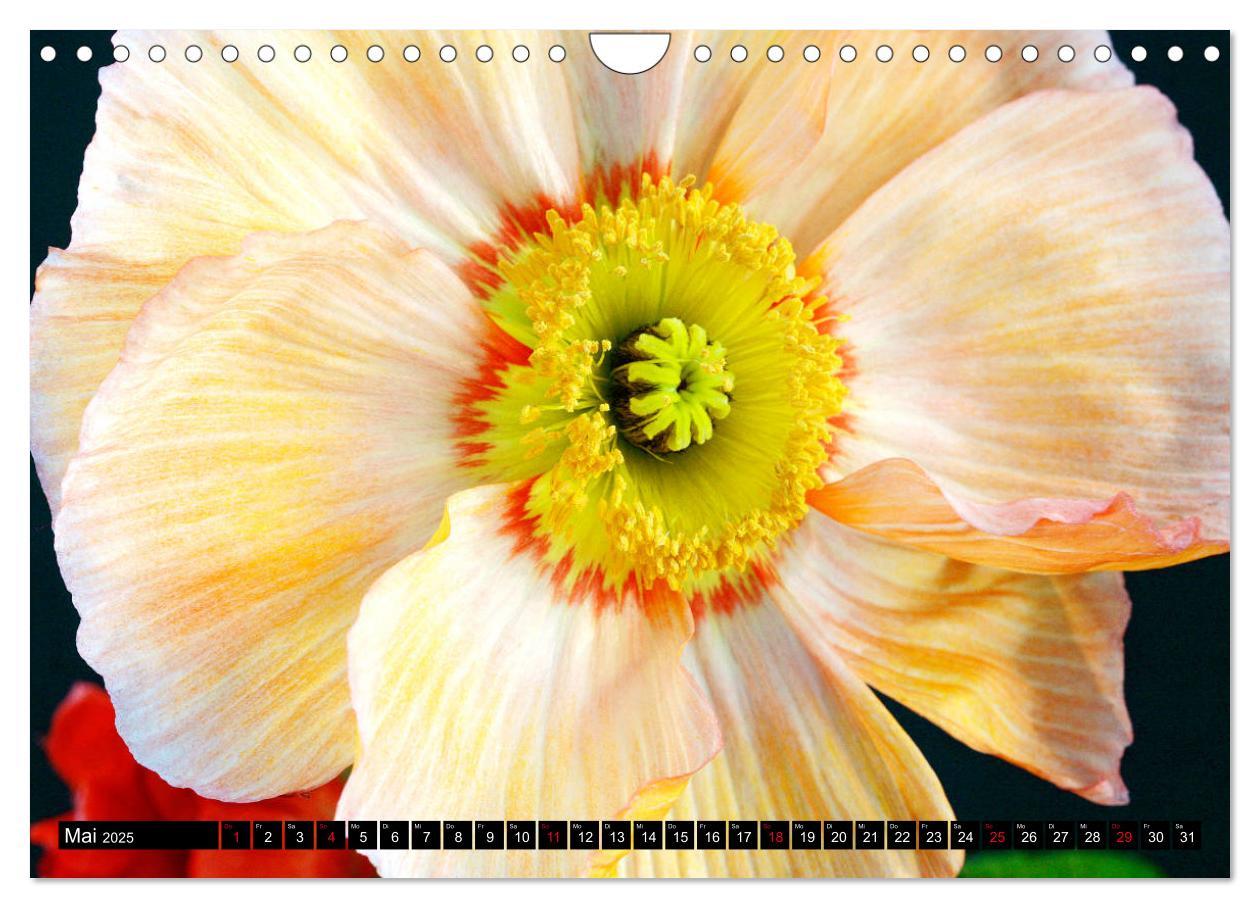 Bild: 9783435209644 | Mohnblüten-Porträts (Wandkalender 2025 DIN A4 quer), CALVENDO...