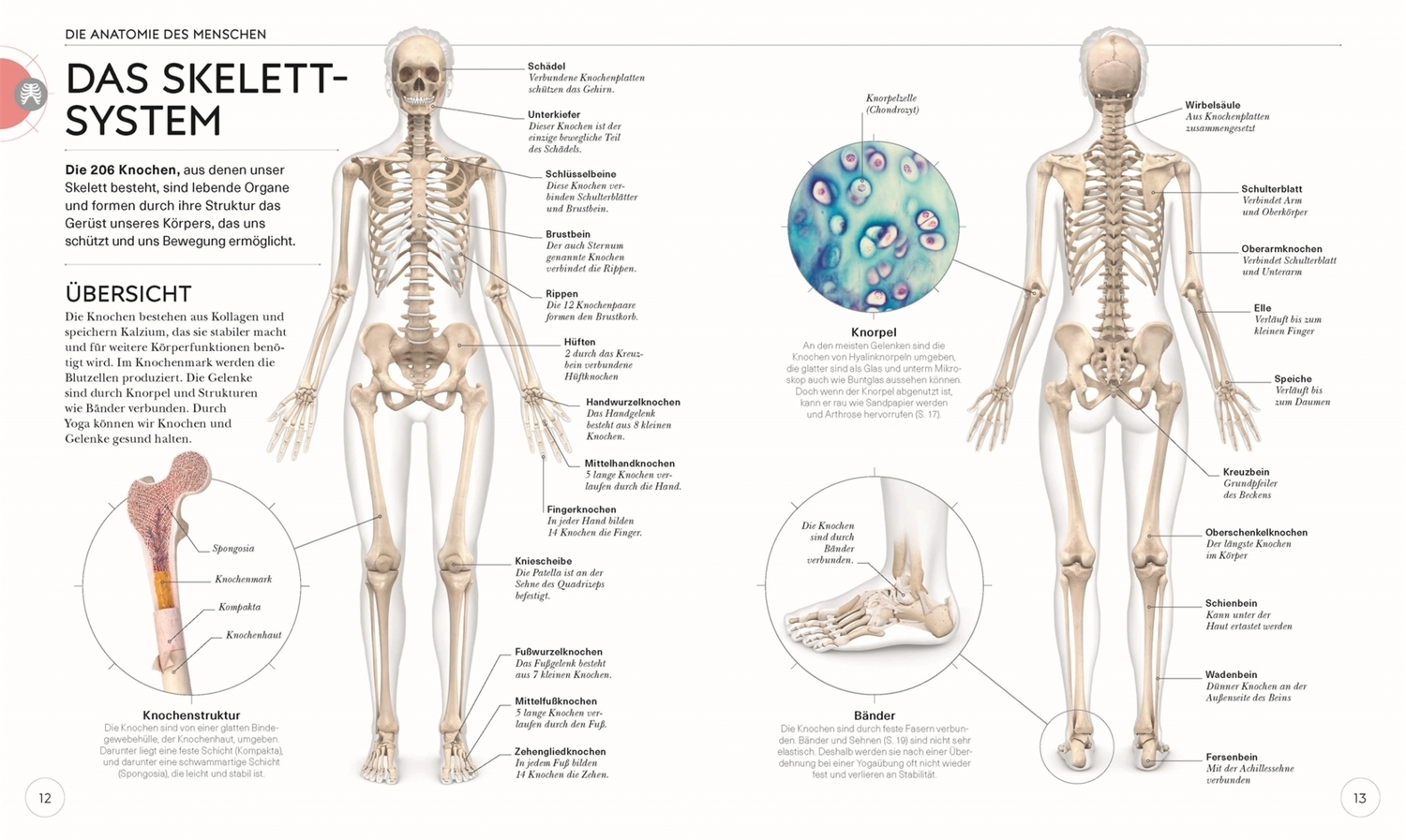 Bild: 9783831037988 | Yoga verstehen - Die Anatomie der Yoga-Haltungen | Ann Swanson | Buch