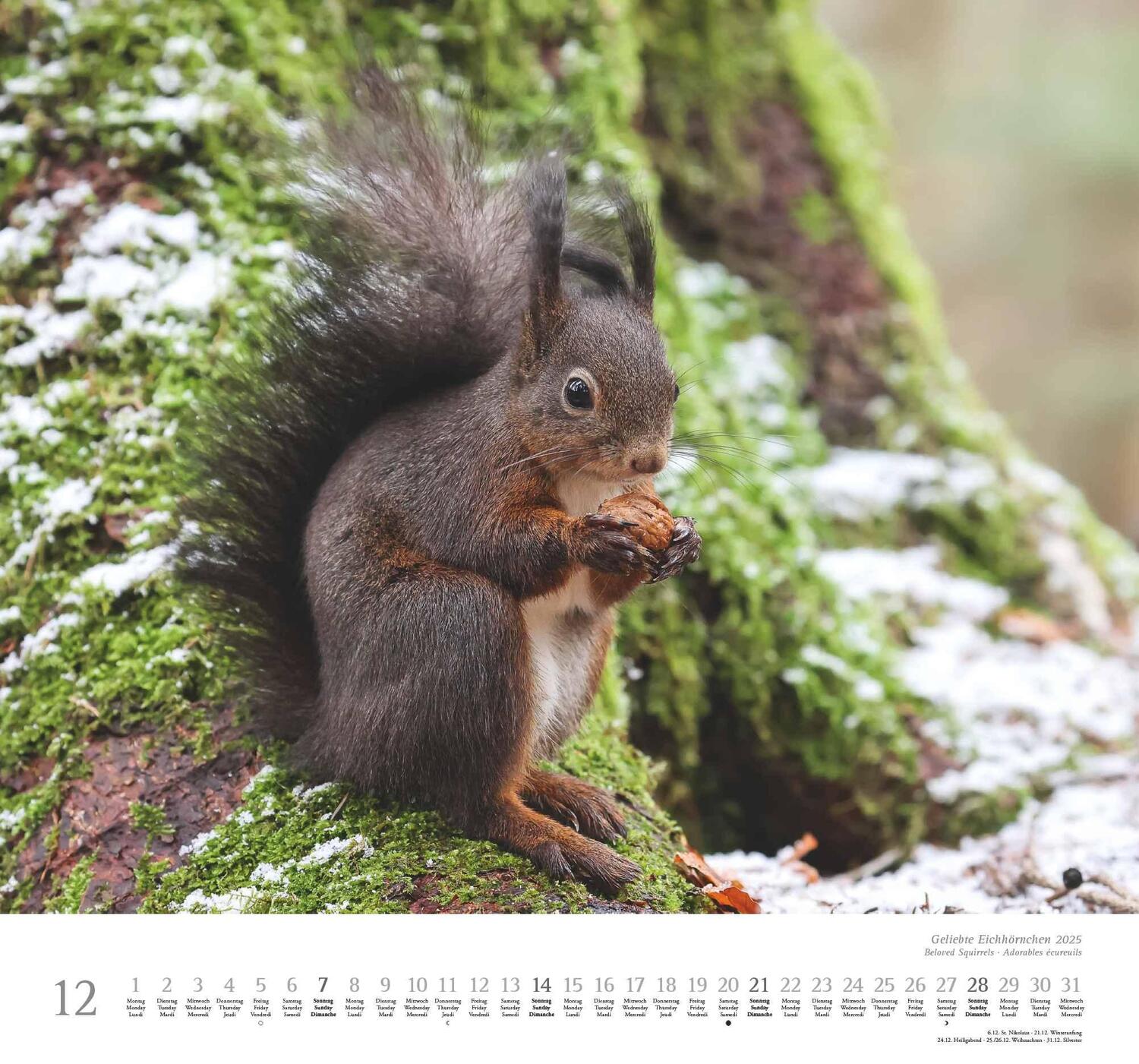 Bild: 4250809652696 | Geliebte Eichhörnchen 2025 - DUMONT Wandkalender - mit den...