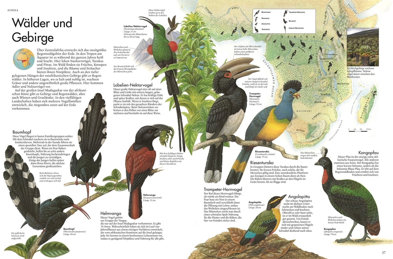 Bild: 9783831042579 | Atlas der Vögel | Eine Reise zu den faszinierendsten Vögeln der Erde