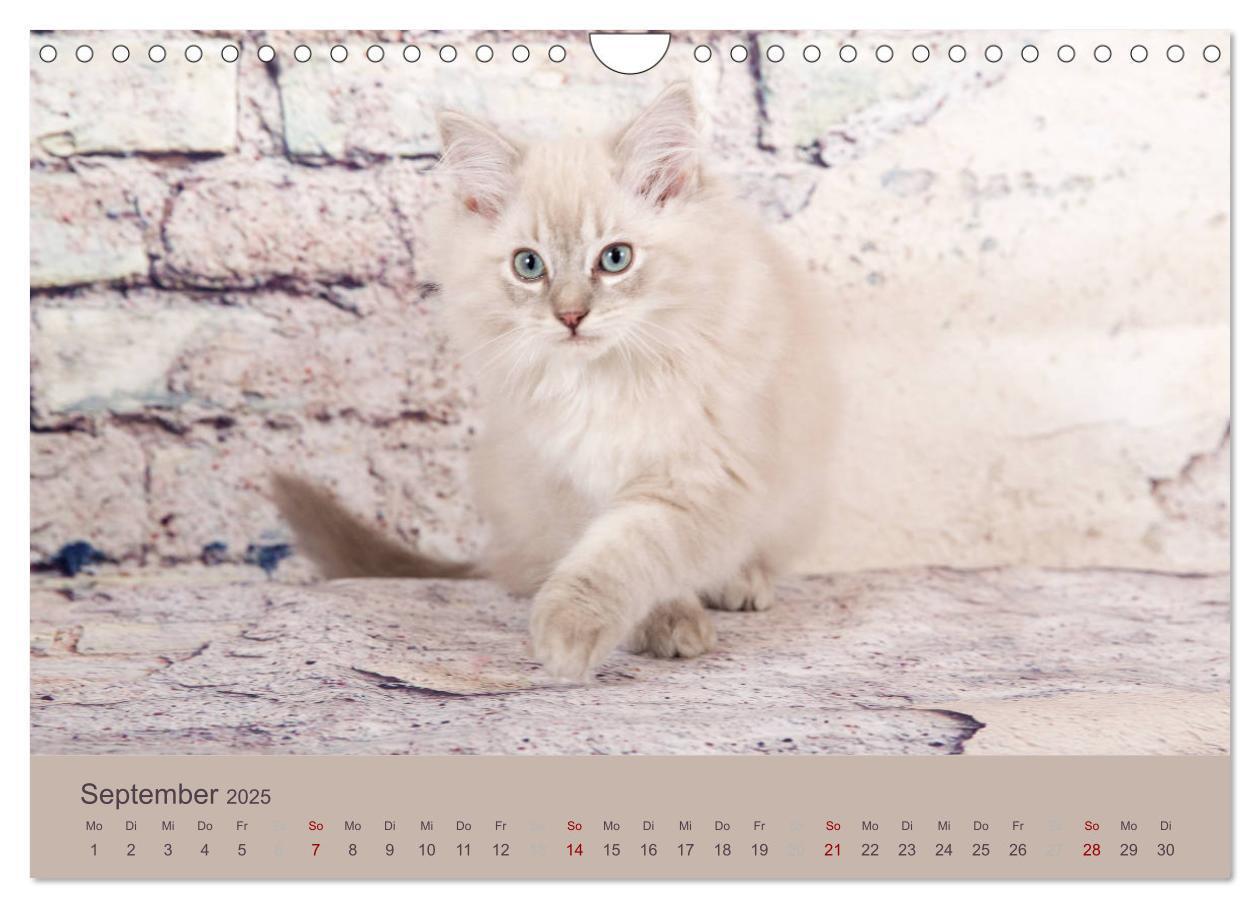 Bild: 9783435341627 | Flauschige Ragdoll Kitten (Wandkalender 2025 DIN A4 quer), CALVENDO...