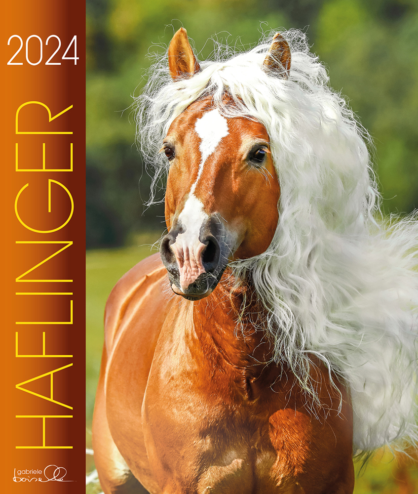 Cover: 9783964120670 | Haflinger 2024 | Haflinger Pferde | Gabriele Boiselle | Kalender