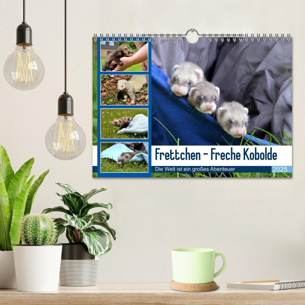 Bild: 9783383988431 | Frettchen - Freche Kobolde (Wandkalender 2025 DIN A4 quer),...