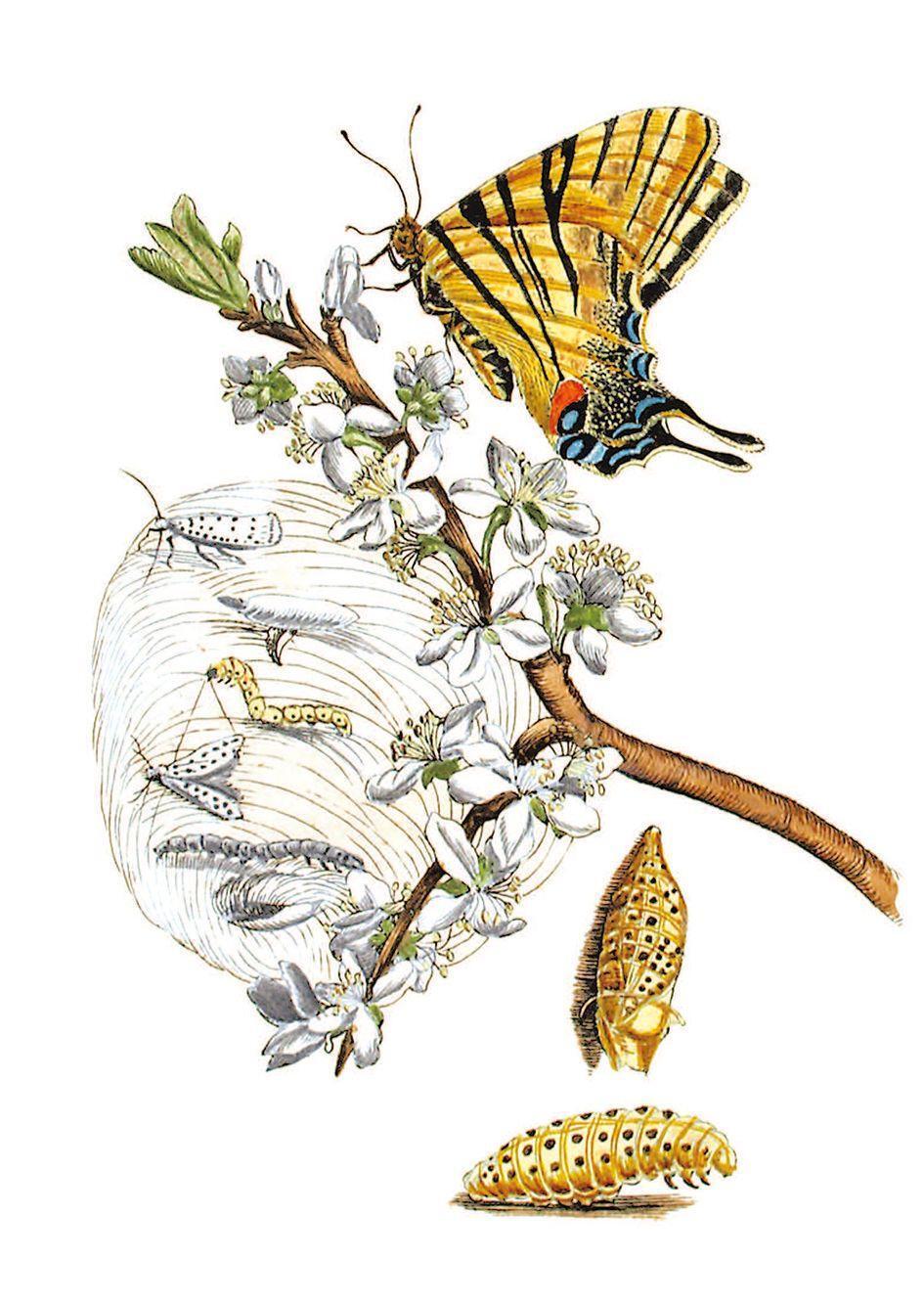Bild: 9783968490038 | Blüten, Raupen, Schmetterlinge | Maria Sibylla Merian | Buch | 256 S.