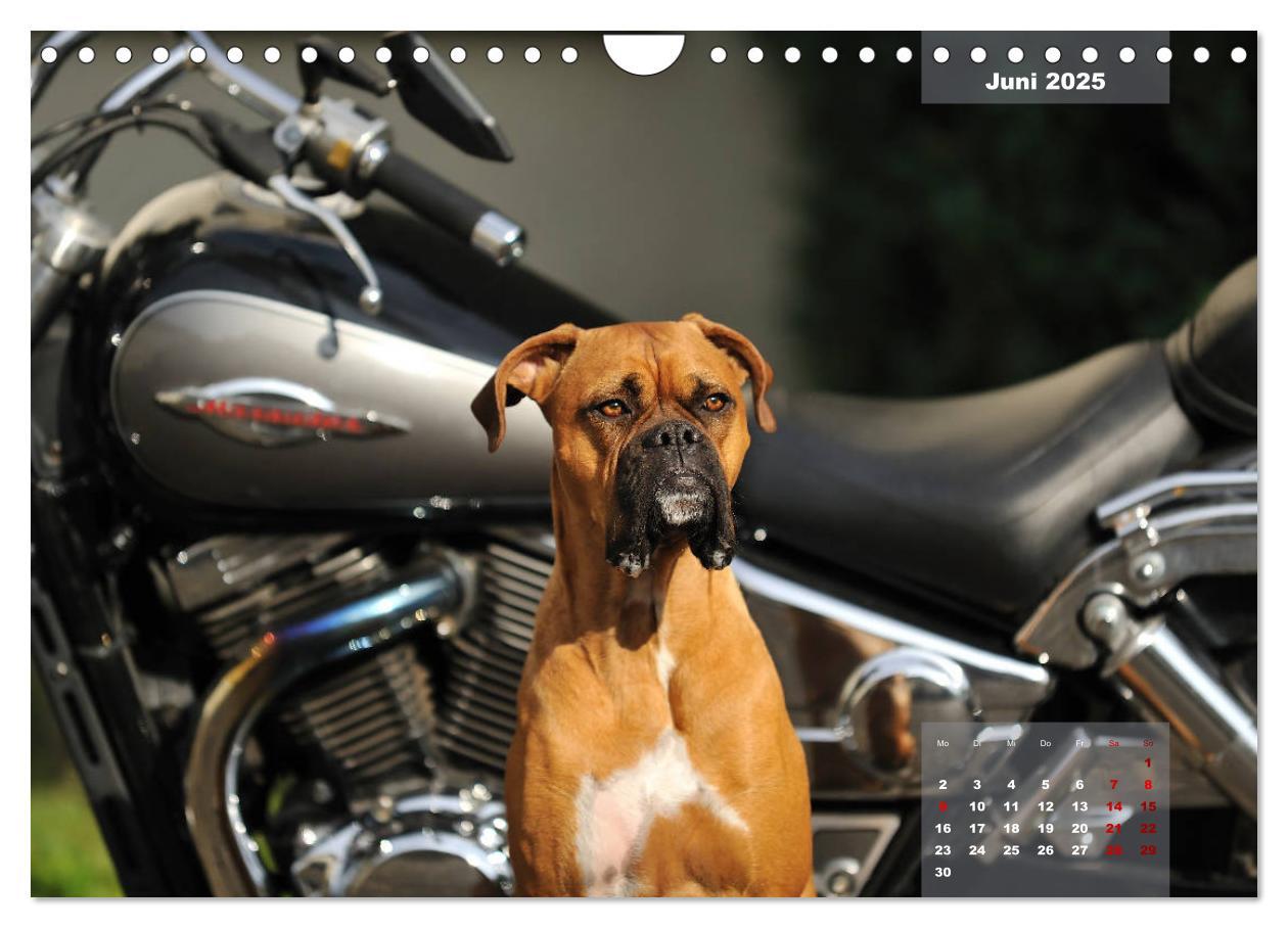 Bild: 9783435340507 | Typisch Boxer (Wandkalender 2025 DIN A4 quer), CALVENDO Monatskalender