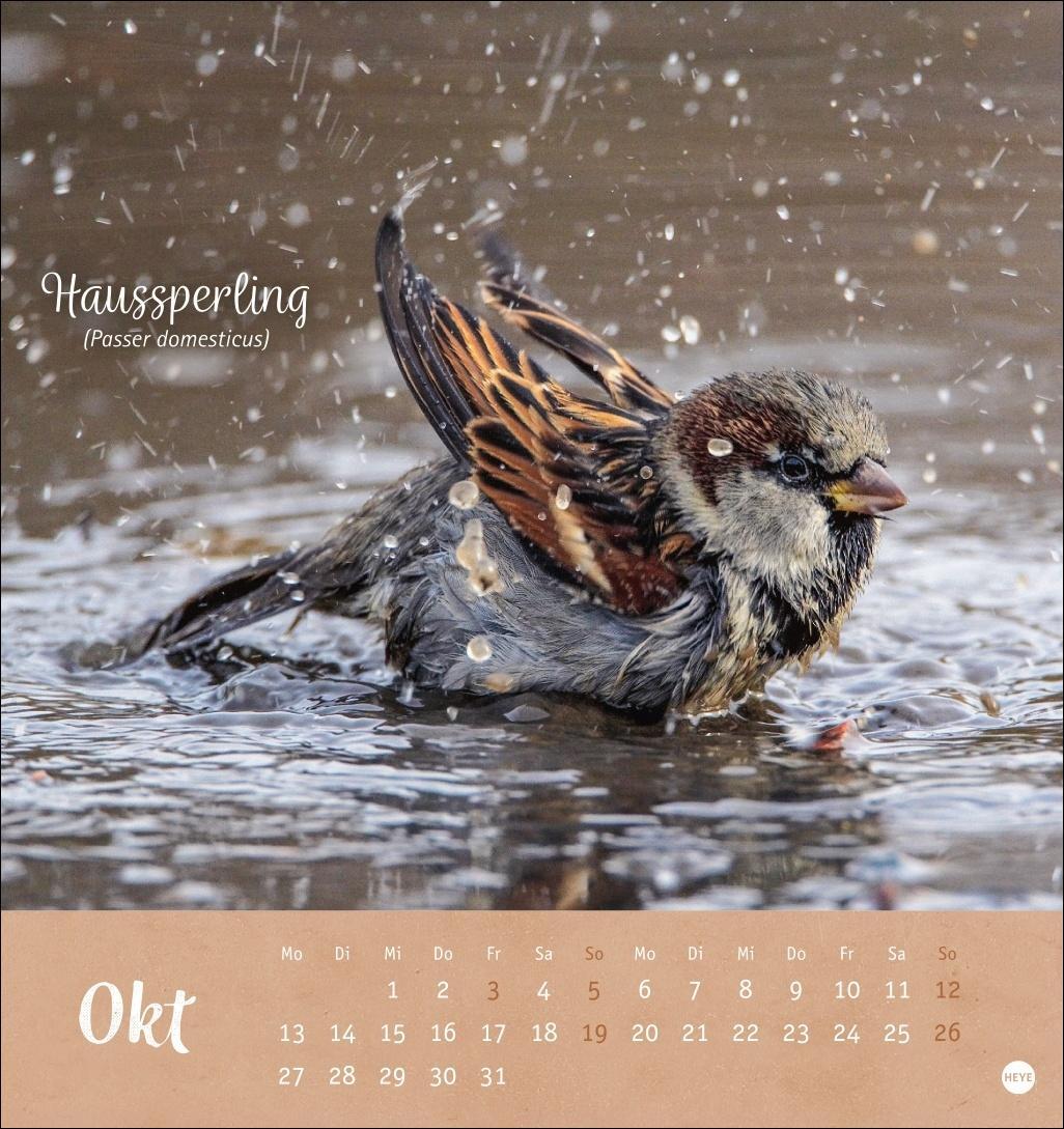 Bild: 9783756407125 | Vögel in unseren Gärten Postkartenkalender 2025 | Heye | Kalender