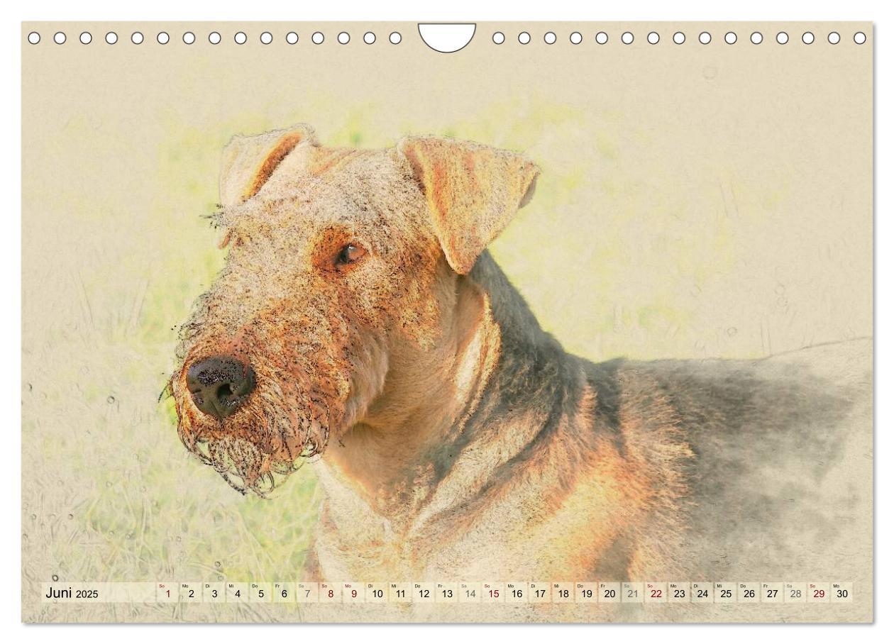 Bild: 9783435627639 | Airedale Terrier 2025 (Wandkalender 2025 DIN A4 quer), CALVENDO...