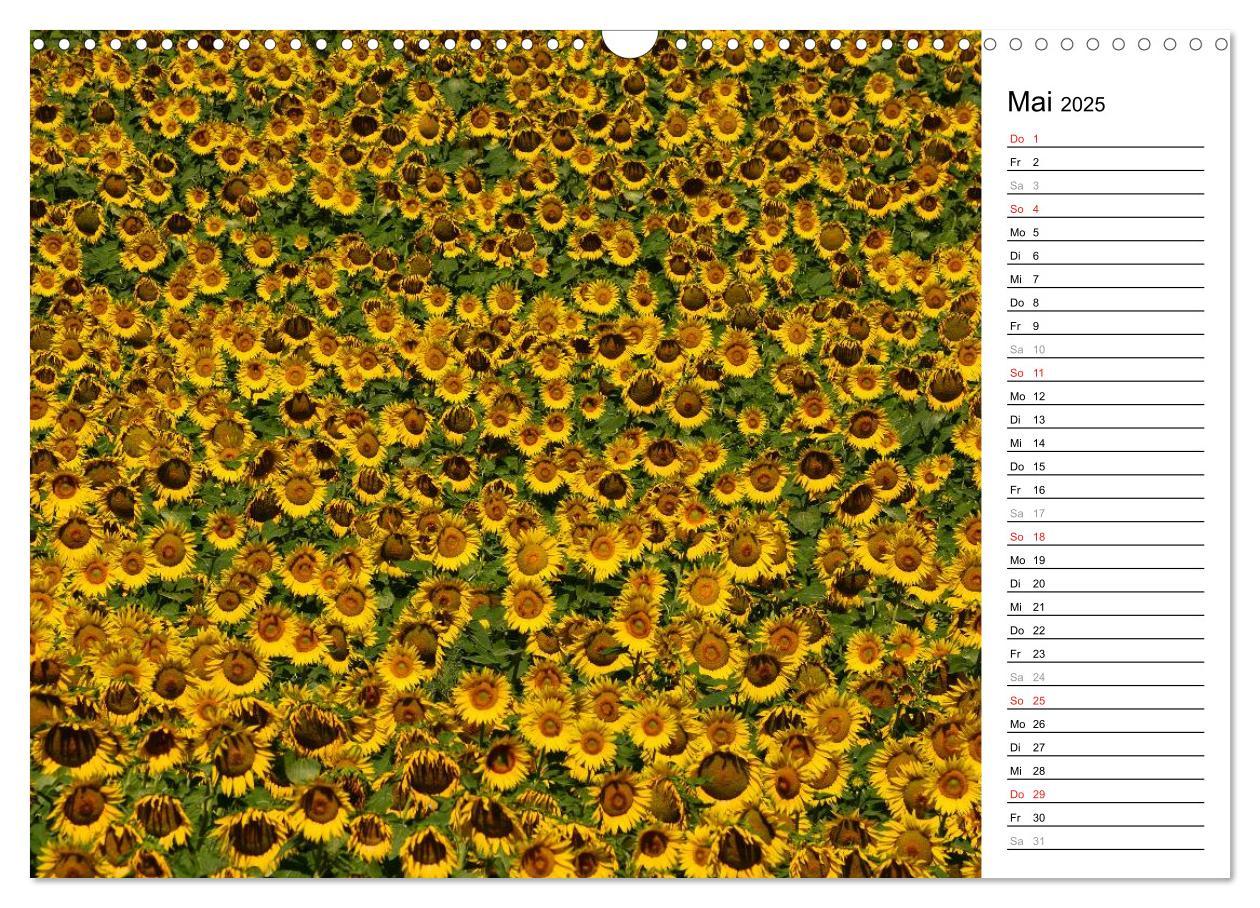 Bild: 9783435476770 | Ein Jahr lang Sonnenblumen (Wandkalender 2025 DIN A3 quer),...